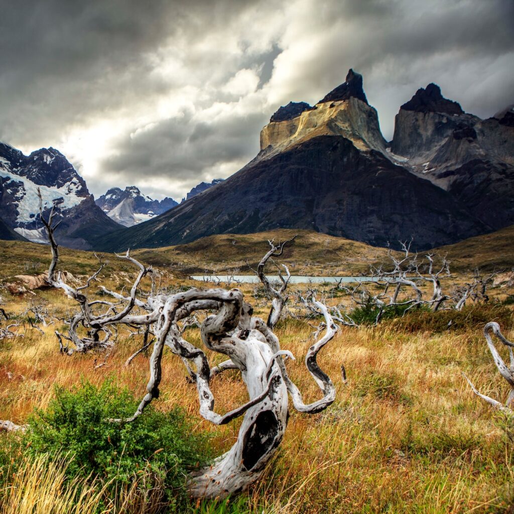 a large elk in a field with mountains in the background